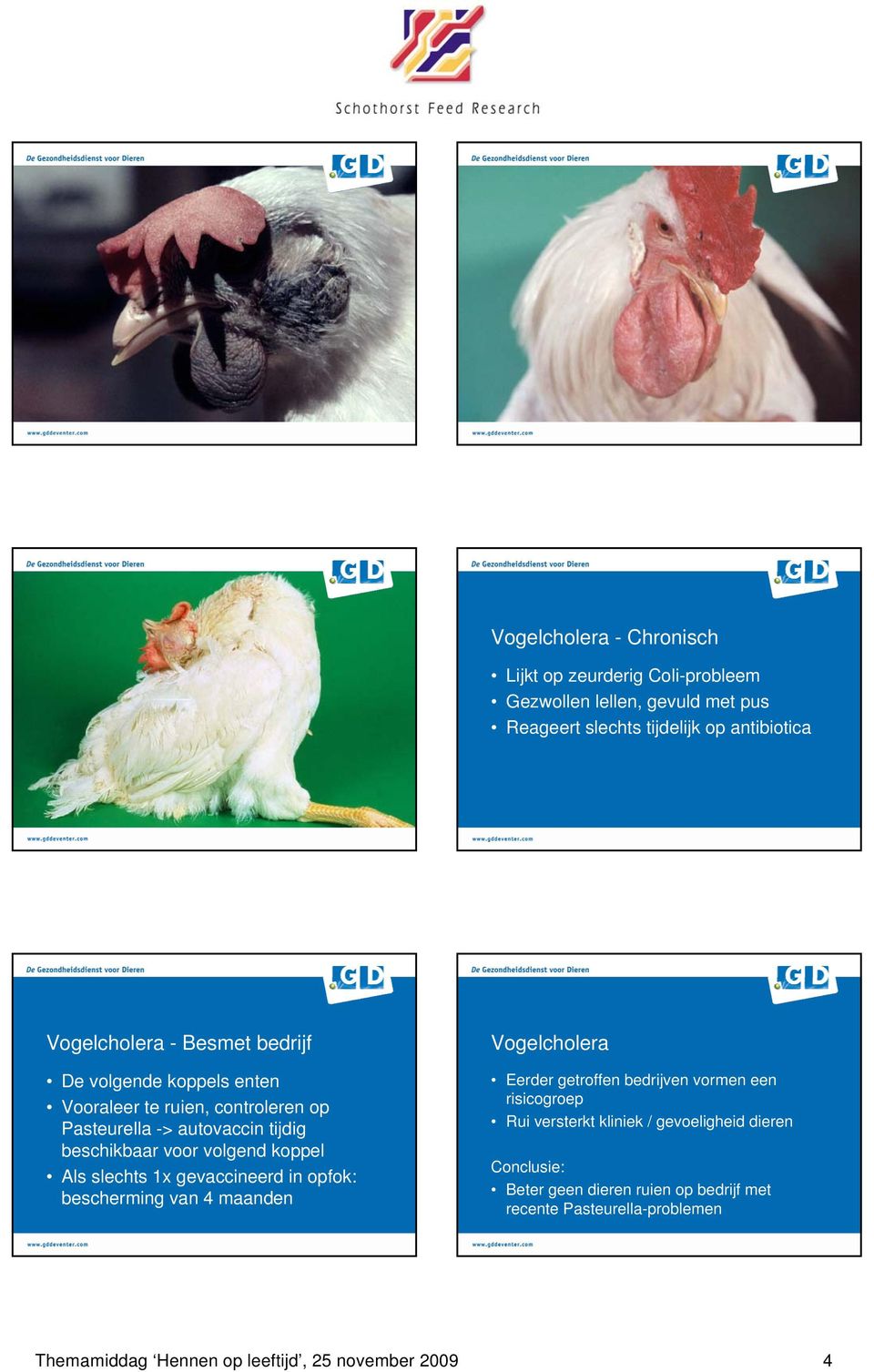 slechts 1x gevaccineerd in opfok: bescherming van 4 maanden Vogelcholera Eerder getroffen bedrijven vormen een risicogroep Rui versterkt kliniek /