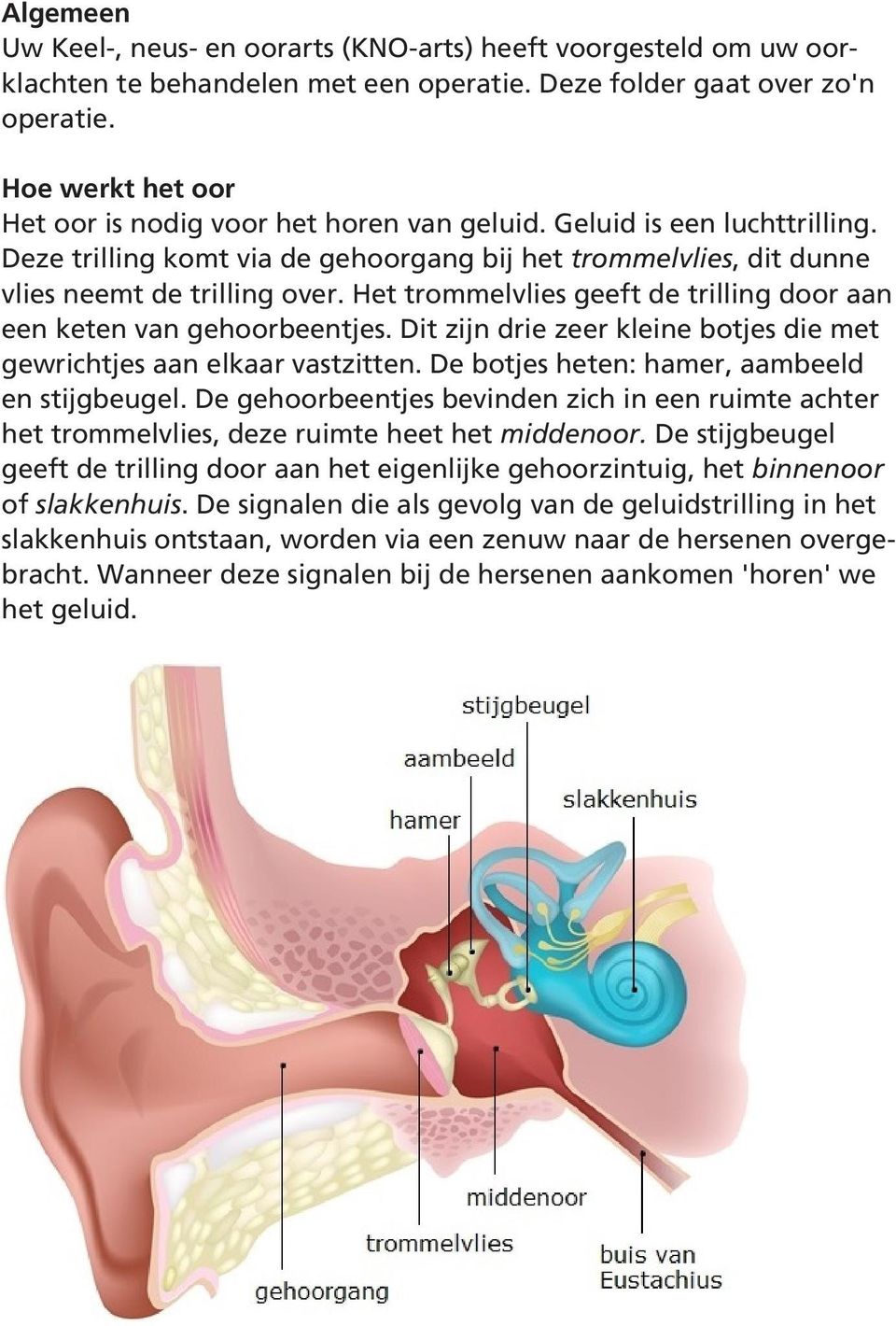 Het trommelvlies geeft de trilling door aan een keten van gehoorbeentjes. Dit zijn drie zeer kleine botjes die met gewrichtjes aan elkaar vastzitten. De botjes heten: hamer, aambeeld en stijgbeugel.