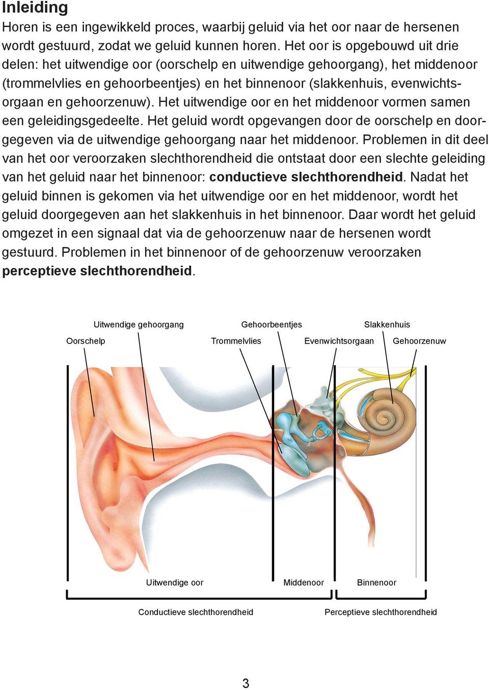 gehoorzenuw). Het uitwendige oor en het middenoor vormen samen een geleidingsgedeelte. Het geluid wordt opgevangen door de oorschelp en doorgegeven via de uitwendige gehoorgang naar het middenoor.