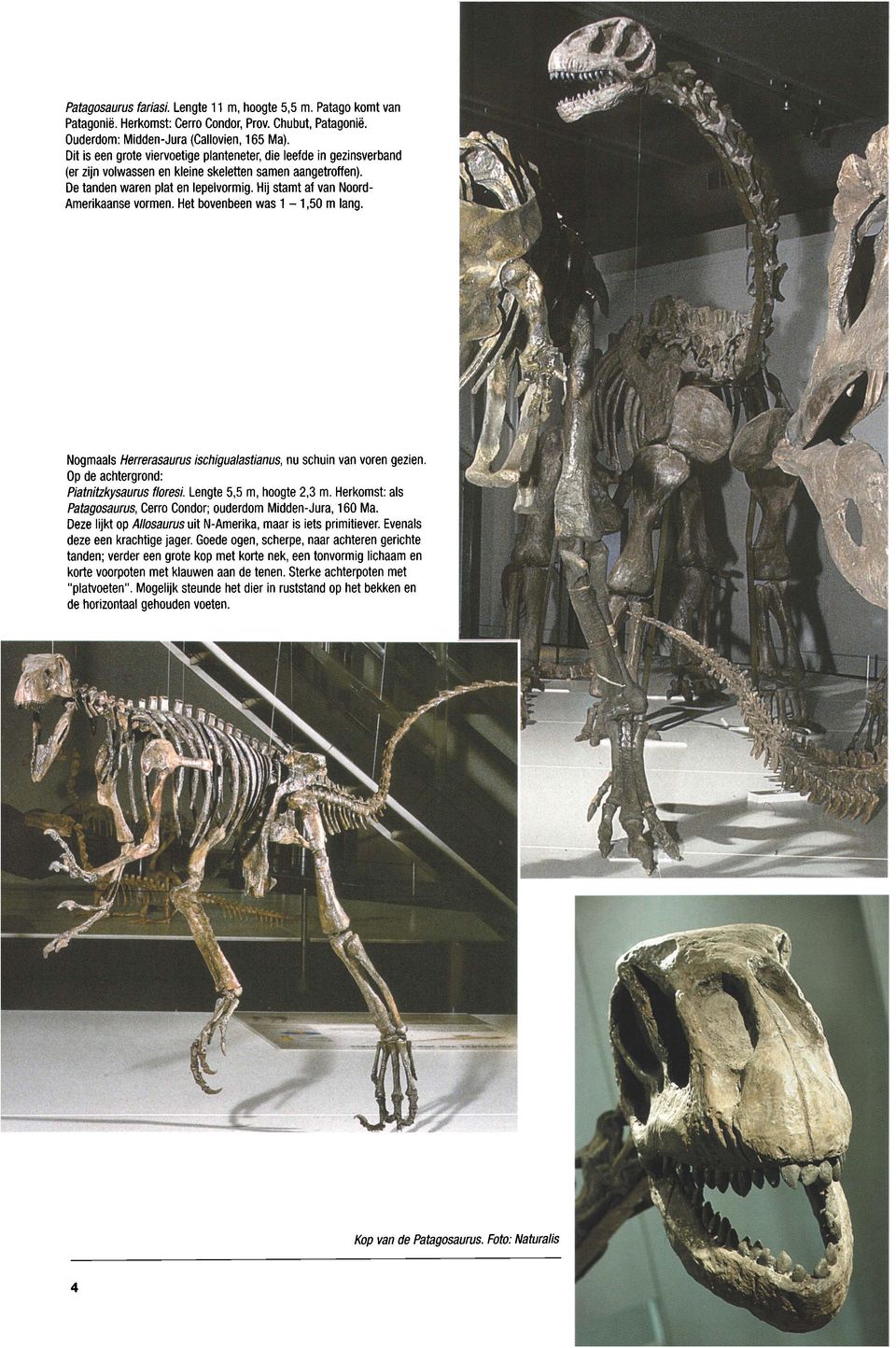 Hij stamt af van Noord- Amerikaanse vormen. Het bovenbeen was 1-1,50 m lang. Nogmaals Herrerasaurus ischigualastianus, nu schuin van voren gezien. Op de achtergrond: Piatnitzkysaurus floresi.