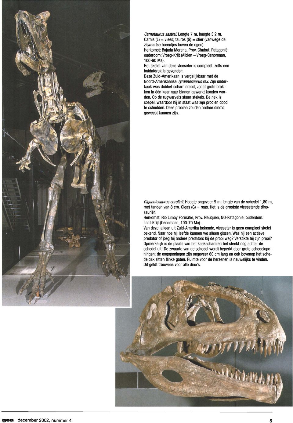 Deze Zuid-Amerikaan is vergelijkbaar met de Noord-Amerikaanse Tyrannosaurus rex. Zijn onderkaak was dubbel-scharnierend, zodat grote brokken in een keer naar binnen gewerkt konden worden.
