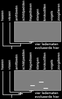 Opdracht 2 Soorten a. Zoals de onderste figuur met vijf lijntjes. Er is maar een goed (zie bovenste figuur). b. II. nee Stap 3 Opdracht 1 Homoloog of analoog a.