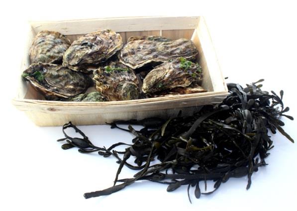 Ook dit jaar kunt u voor de feestdagen bij ons terecht voor oesters. Dolf Schoot biedt u dit jaar Zeeuwse, Franse en Ierse oesters aan. Alle oesters zijn uitsluitend per 12 verkrijgbaar.