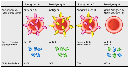 Aan de slag Stap1 Bloedgroepen De vier meest voorkomende bloedgroepen zijn: A, B, AB en 0. A en B zijn antigenen (uitsteeksels) op de rode bloedcellen.