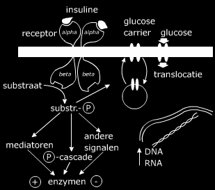 Bij diabetes type II zijn de cellen minder gevoelig geworden voor insuline. In de tekst worden de gevolgen beschreven. De afbeelding toont hoe de signalering normaal werkt.