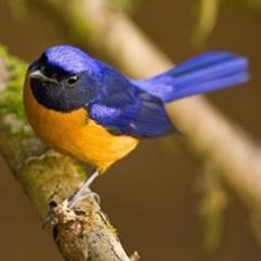 Vruchten eters Insecten eters Zaad eters Insecten Zachtvoer & zaden Vogelhandel & kwekerij Special Birds Rien van Duijvenbode Wij zijn gespecialiseerd in