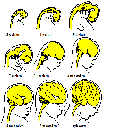 Antwoorden vinden in de neurobiologische ontwikkeling Bij de geboorte zijn de hersenen nog niet af.