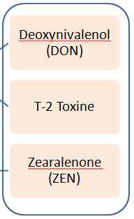 3-AcetylDON 15-AceteylDON De-epoxideDON HT-2 Toxine α-zearalenol (α-zol) β-zearalenol (β-zol) Daling immuniteit, ontstekingen Necrose van de huid Braken, voederweigering en anorexie = Vomitoxine