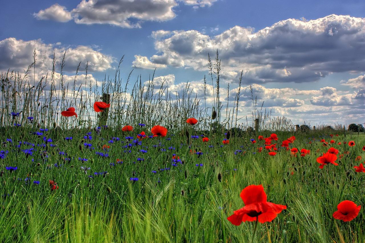 Duurzaam + Bio-ecologisch wonen doe je in Ecowijk De Kiem. Een wijk waar de auto alleen te gast is, waar saai openbaar groen plaats maakt voor bloemen en fruitbomen.