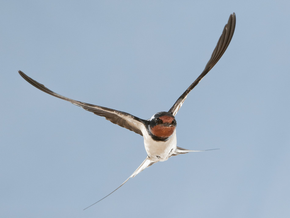 Vliegen Trekvogels vliegen honderden of duizenden kilometers tussen hun zomer- en wintergebied. Dat is best knap! Hoe doen ze dat?