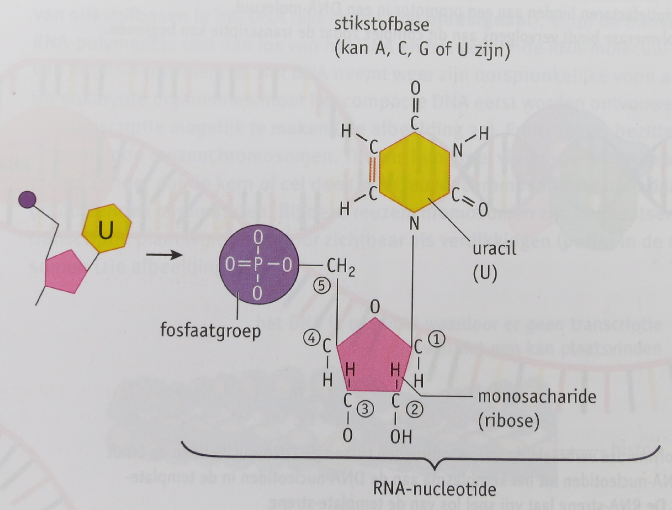 Basisstof 4 Transcriptie Verschil tussen RNA DNA enkelstrengs (één keten) dubbelstrengs (twee ketens) ribose desoxyribose uracil (U) thymine (T) Er zijn verschillende soorten RNA: mrna mesenger-rna