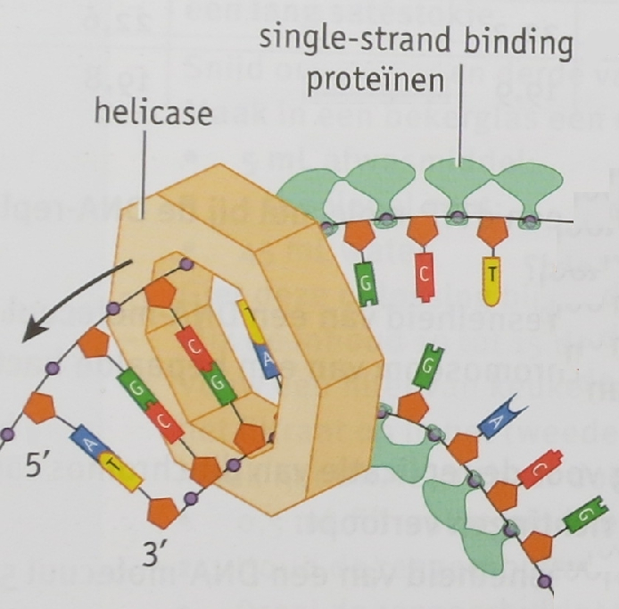 Helicase: kan de dubbele DNA-helix ontwinden door het verbreken van de waterstofbruggen.
