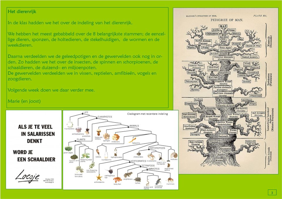en de weekdieren. Daarna verdeelden we de geleedpotigen en de gewervelden ook nog in orden.