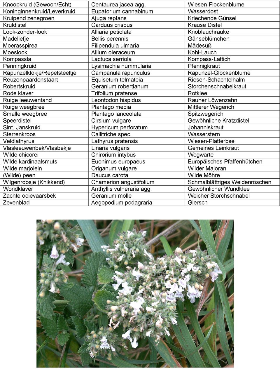 petiolata Knoblauchrauke Madeliefje Bellis perennis Gänseblümchen Moerasspirea Filipendula ulmaria Mädesüß Moeslook Allium oleraceum Kohl-Lauch Kompassla Lactuca serriola Kompass-Lattich Penningkruid