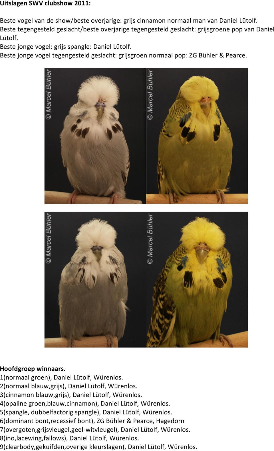 Beste jonge vogel tegengesteld geslacht: grijsgroen normaal pop: ZG Bühler & Pearce. Hoofdgroep winnaars. 1(normaal groen), Daniel Lütolf, Würenlos. 2(normaal blauw,grijs), Daniel Lütolf, Würenlos.