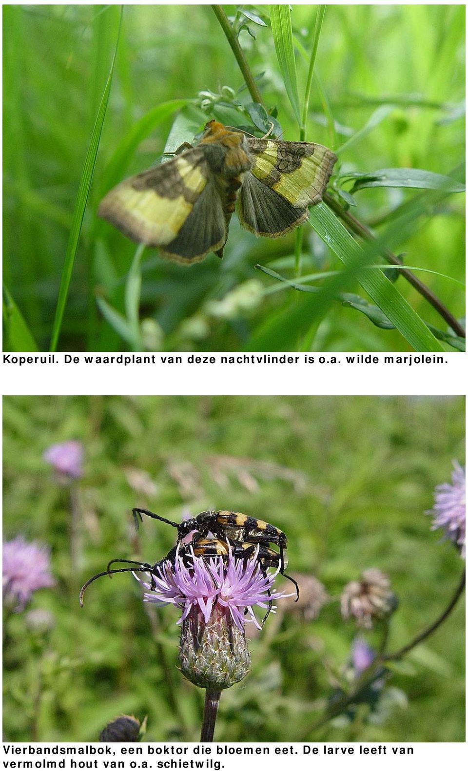 Vierbandsmalbok, een boktor die bloemen