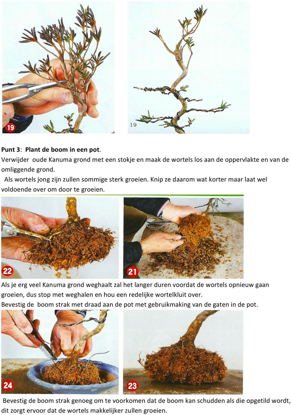 Als je erg veel Kanuma grond weghaalt zal het langer duren voordat de wortels opnieuw gaan groeien, dus stop met weghalen en hou een redelijke wortelkluit over.