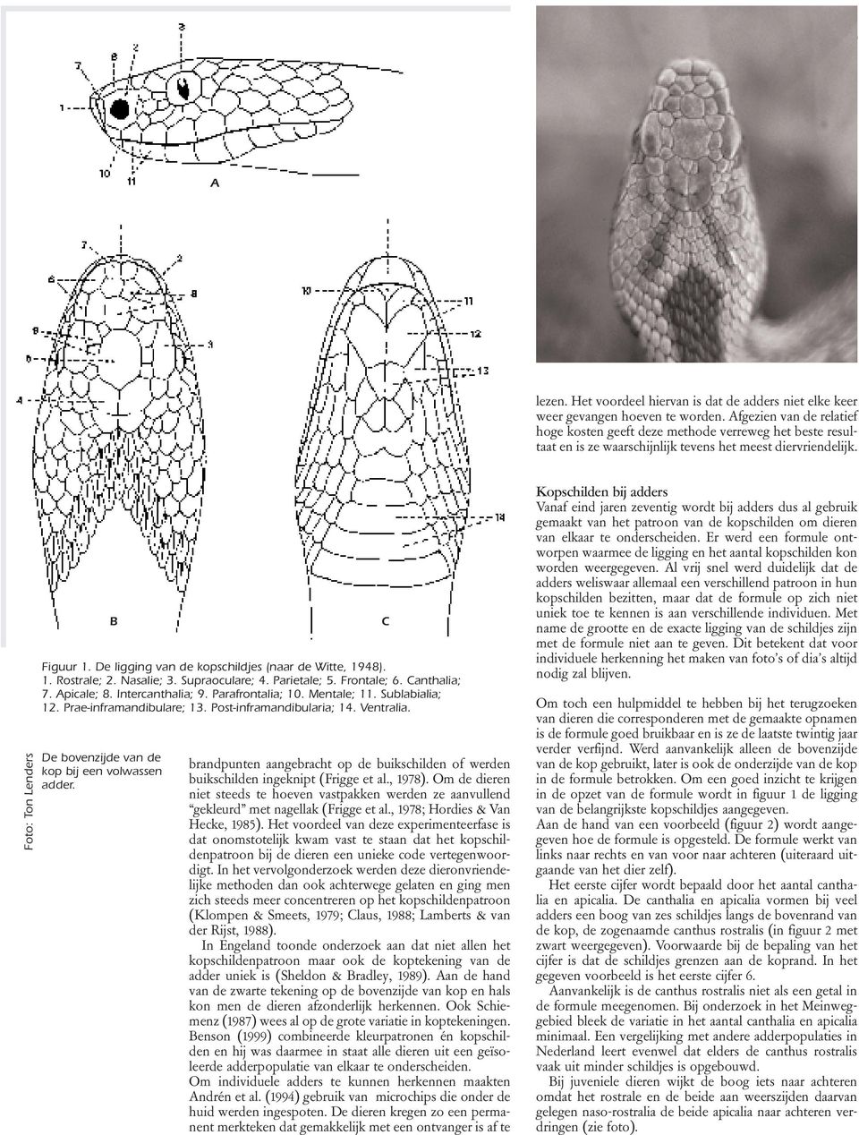 De ligging van de kopschildjes (naar de Witte, 1948). 1. Rostrale; 2. Nasalie; 3. Supraoculare; 4. Parietale; 5. Frontale; 6. Canthalia; 7. Apicale; 8. Intercanthalia; 9. Parafrontalia; 10.