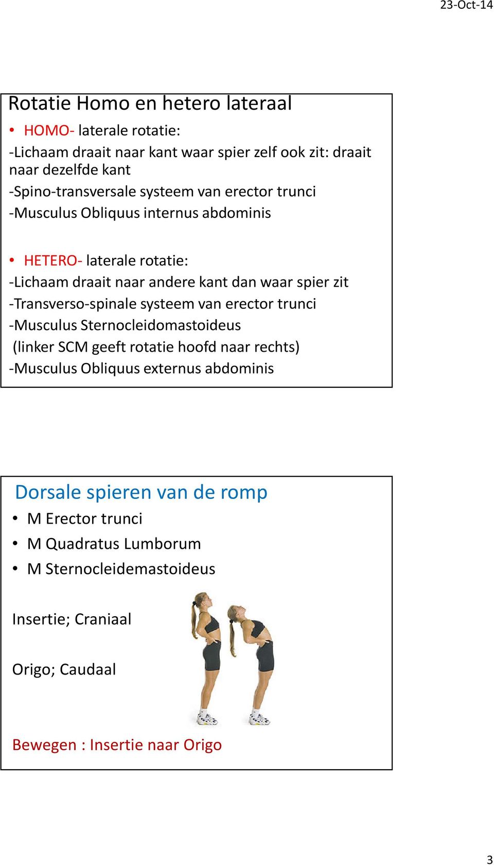 -Transverso-spinale systeem van erector trunci -Musculus Sternocleidomastoideus (linker SCM geeft rotatie hoofd naar rechts) -Musculus Obliquus externus