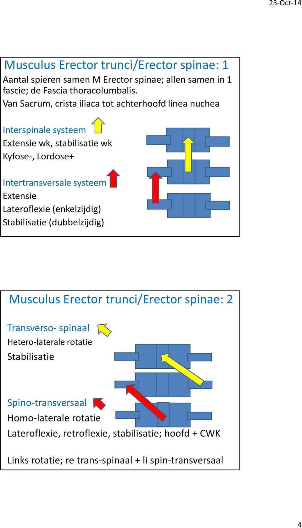 systeem Extensie Lateroflexie(enkelzijdig) Stabilisatie(dubbelzijdig) Musculus Erector trunci/erector spinae: 2 Transverso- spinaal