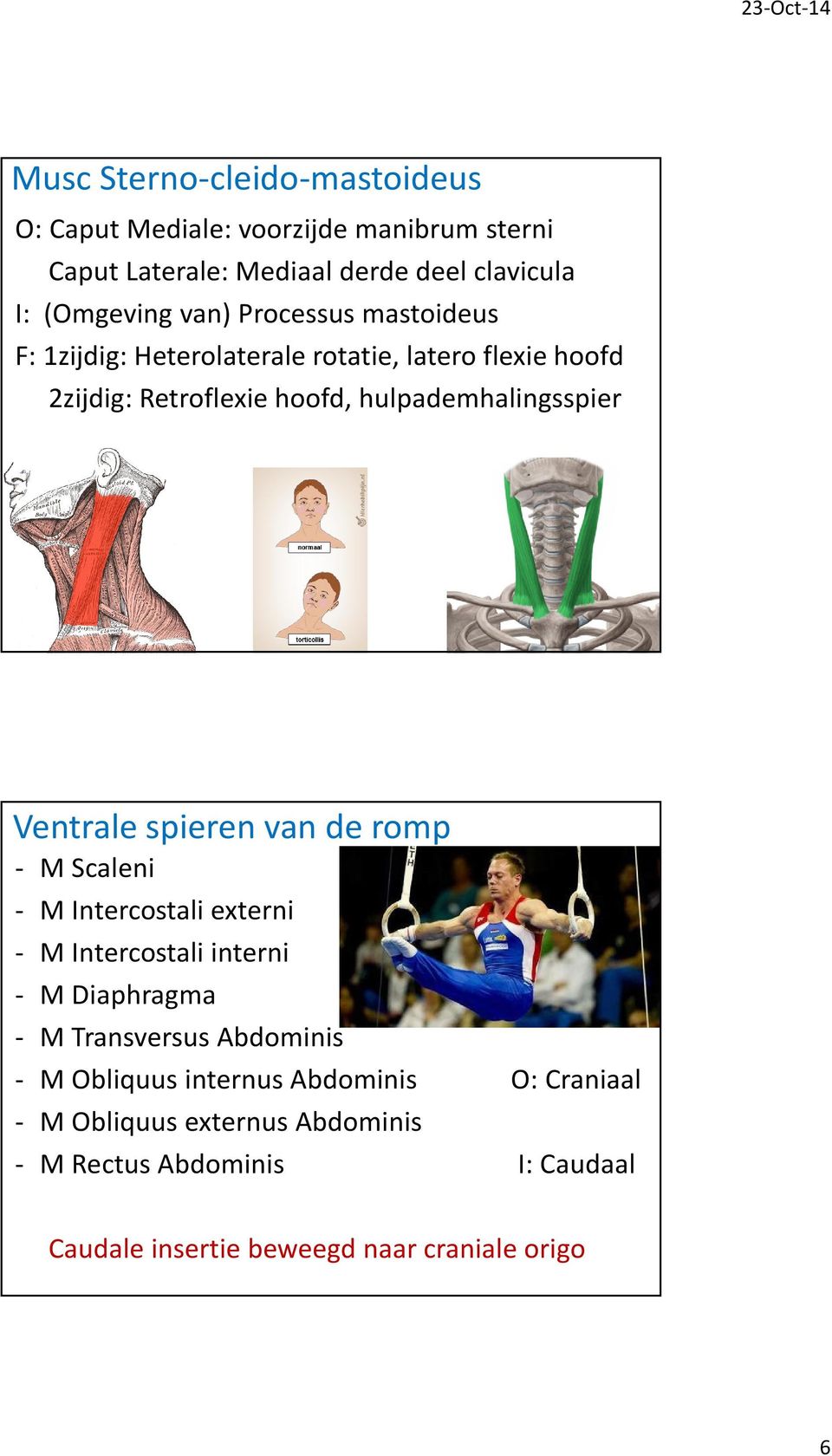 spieren van de romp - M Scaleni - M Intercostali externi - M Intercostali interni - M Diaphragma - M Transversus Abdominis - M Obliquus