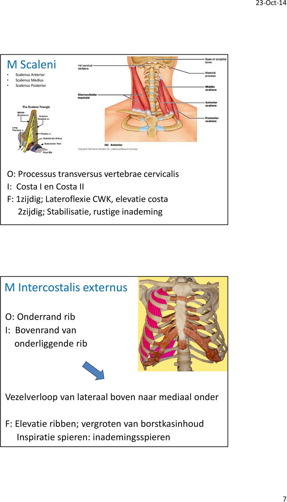 M Intercostalis externus O: Onderrand rib I: Bovenrand van onderliggende rib Vezelverloop van lateraal boven