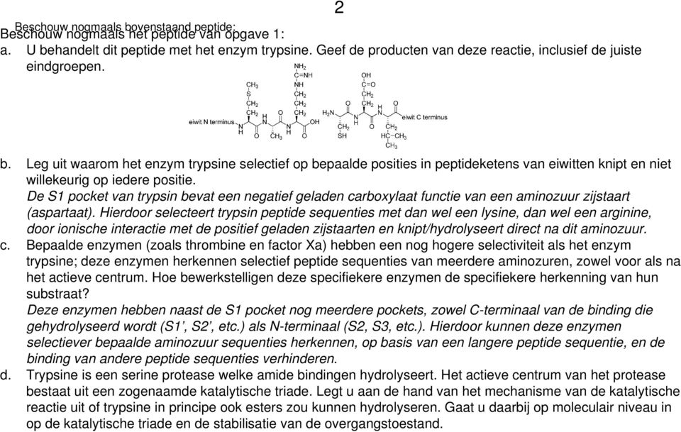 Leg uit waarom het enzym trypsine selectief op bepaalde posities in peptideketens van eiwitten knipt en niet willekeurig op iedere positie.