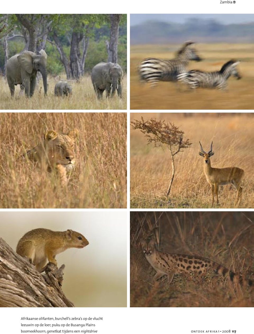 puku op de Busanga Plains boomeekhoorn,