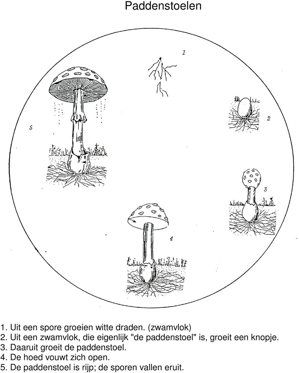 Uit een zwamvlok, die eigenlijk "de paddenstoel" is, groeit