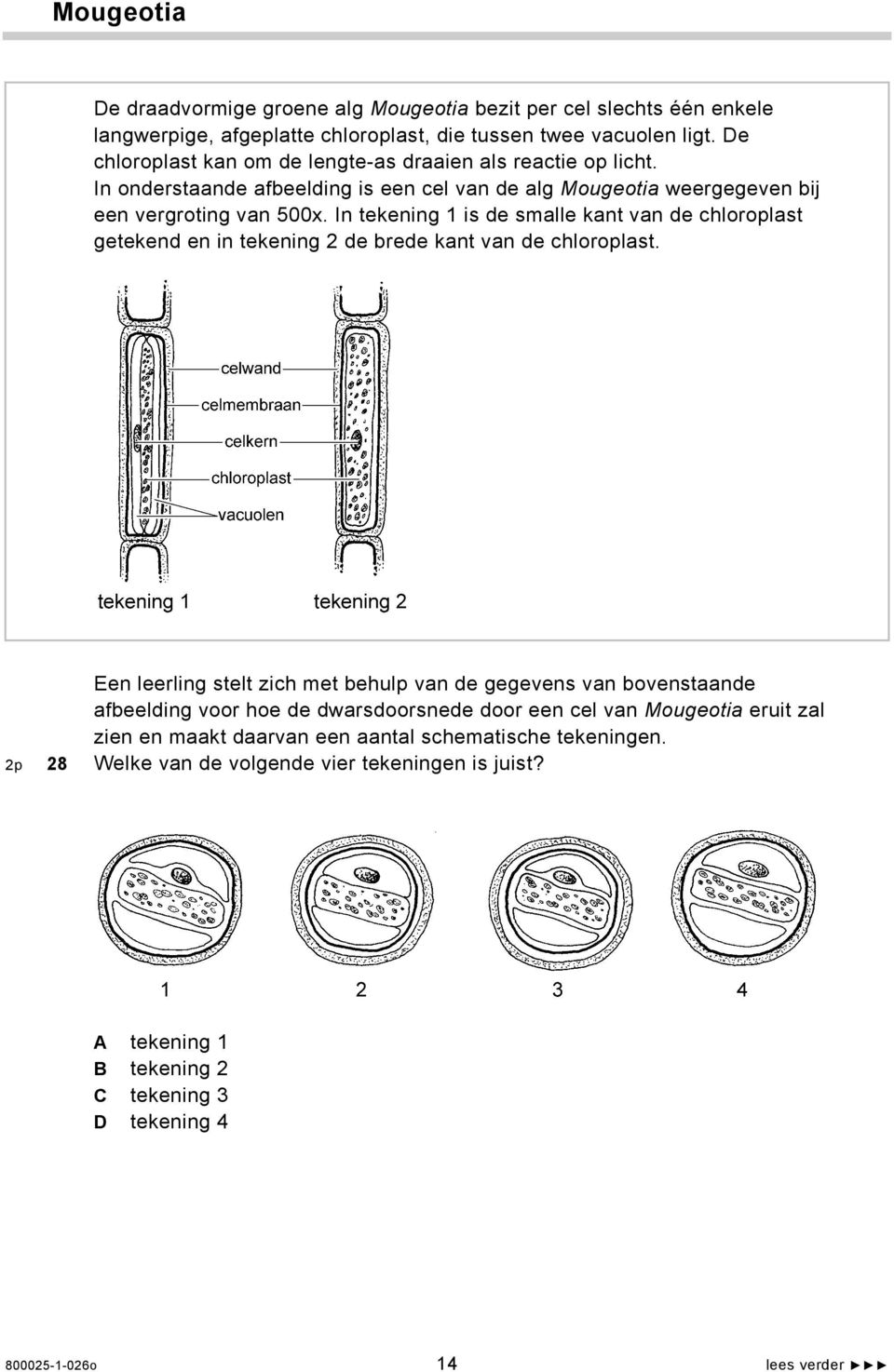 In tekening 1 is de smalle kant van de chloroplast getekend en in tekening 2 de brede kant van de chloroplast.