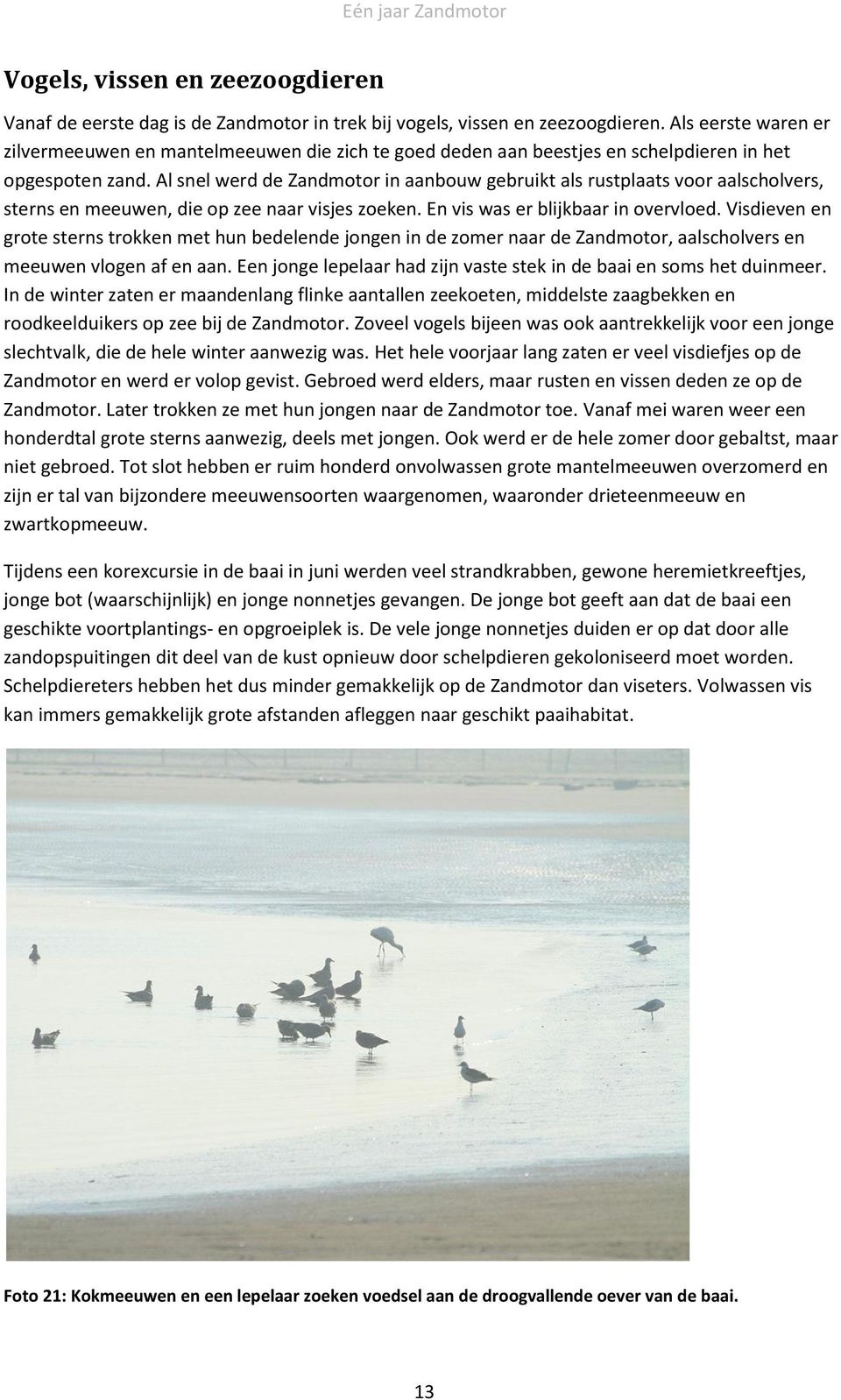 Al snel werd de Zandmotor in aanbouw gebruikt als rustplaats voor aalscholvers, sterns en meeuwen, die op zee naar visjes zoeken. En vis was er blijkbaar in overvloed.