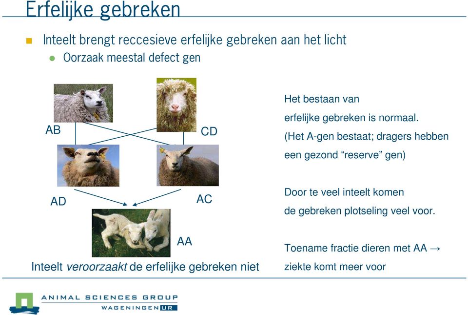 (Het A-gen bestaat; dragers hebben een gezond reserve gen) AD AC Door te veel inteelt komen de