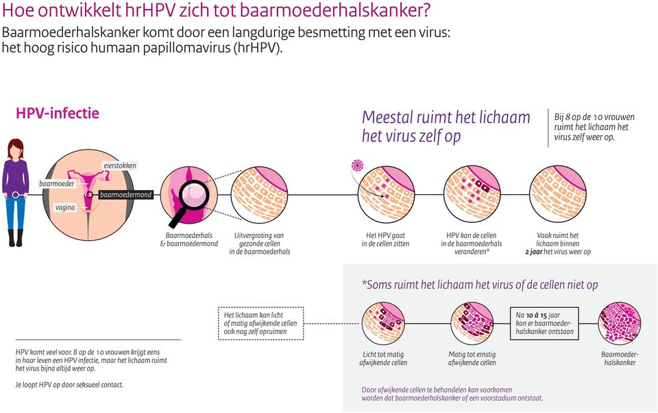 eierstokken baarmoeder vagina baarmoedermond Baarmoederhals & baarmoedermond Uitvergroting van gezonde cellen in de baarmoederhals Het HPV gaat in de cellen zitten HPV kan de cellen in de