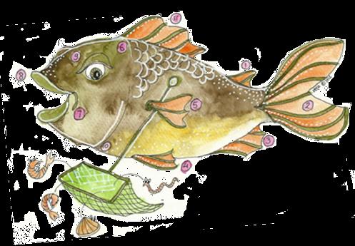 Werkblad 3: Wat maakt een vis een vis Wat maakt een vis nu tot een vis?