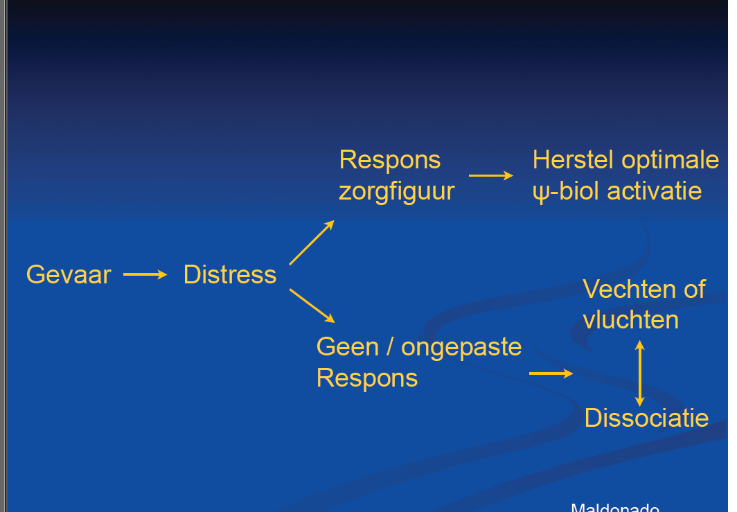 ontstaan van veilige gehechtheid Veilige basis regulatie wordt meer en meer zelf geregeld op basis van verwachtingspatroon Basis van een inner working model van zelf, anderen en (