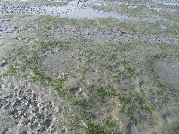 Zeegras dichtheden & locaties: Velden van Zostera noltii komen qua locatie overeen met wat er op de kaart is aangegeven de dichtheden lijken wat lager, maar dat is waarschijnlijk een seizoenaal