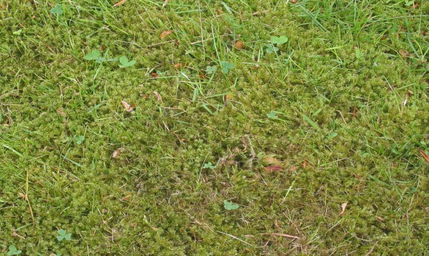 Onderhoud Mos in gazon Organische meststof - Grasversterkend - Diepgroene