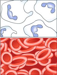 A. fibrine B. witte bloedcellen C. bloedplaatjes Stap5 Bloedcellen tekenen Je gaat straks met een microscoop bloedcellen bekijken en je gaat van witte en rode bloedcellen een tekening maken.