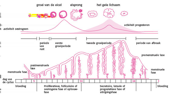 Afbeelding 4: Menstruatiecyclus en de concentratie van hormonen in bloed.