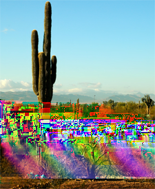 Toepassingen Saguaro In de woestijn is weinig water en veel zon. Woenstijnplanten zijn aangepast om in deze omstandigheden te kunnen leven. De saguaro op de foto is zo'n woestijnplant.