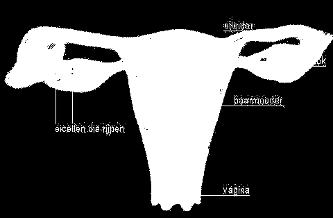 De vrouw Uitwendig zien we de clitoris, de buitenste (grote) schaamlippen, de binnenste (kleine) schaamlippen en het voorhof.