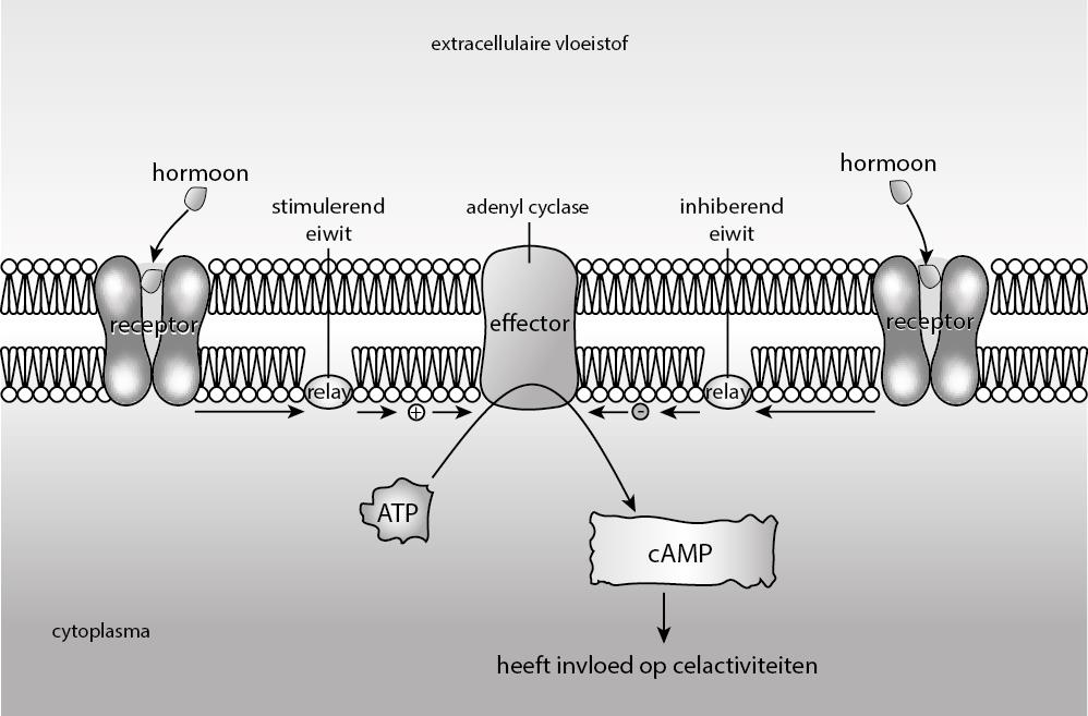Figuur 1A: Werking van een wateroplosbaar hormoon: interactie met de hormoonreceptor en het effect via het metabolisme van de cel.