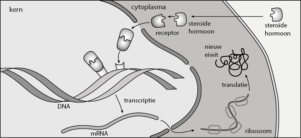 (cyclisch Adenosinemonofosfaat) dat een rol speelt bij de intracellulaire signaaloverdracht.