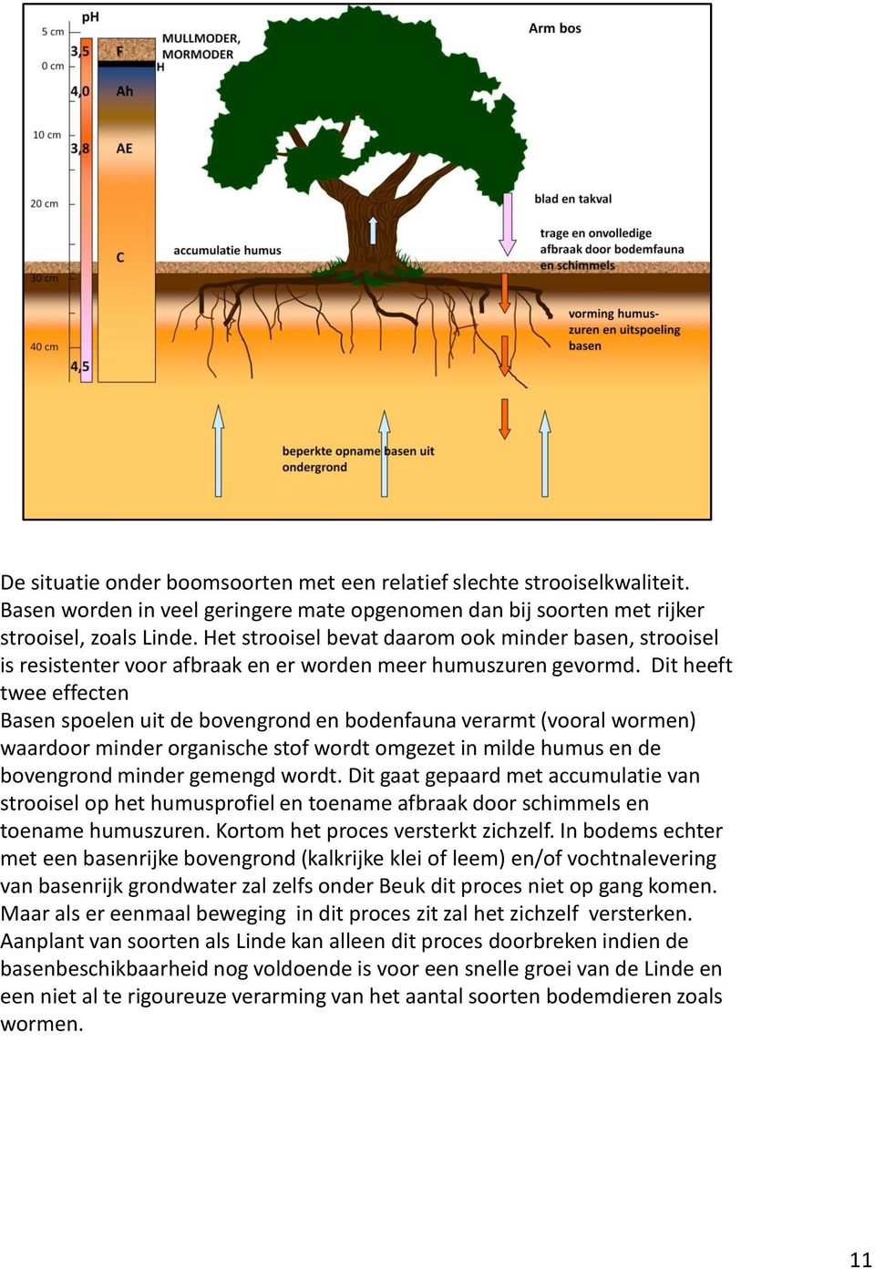 Dit heeft twee effecten Basen spoelen uit de bovengrond en bodenfauna verarmt (vooral wormen) waardoor minder organische stof wordt omgezet in milde humus en de bovengrond minder gemengd wordt.