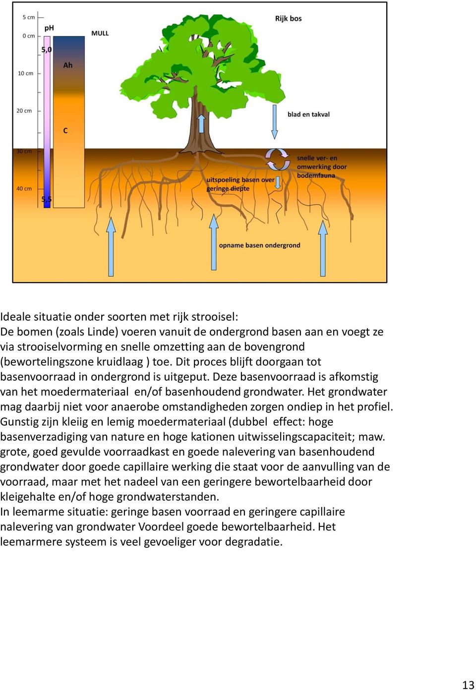 Het grondwater mag daarbij niet voor anaerobe omstandigheden zorgen ondiep in het profiel.