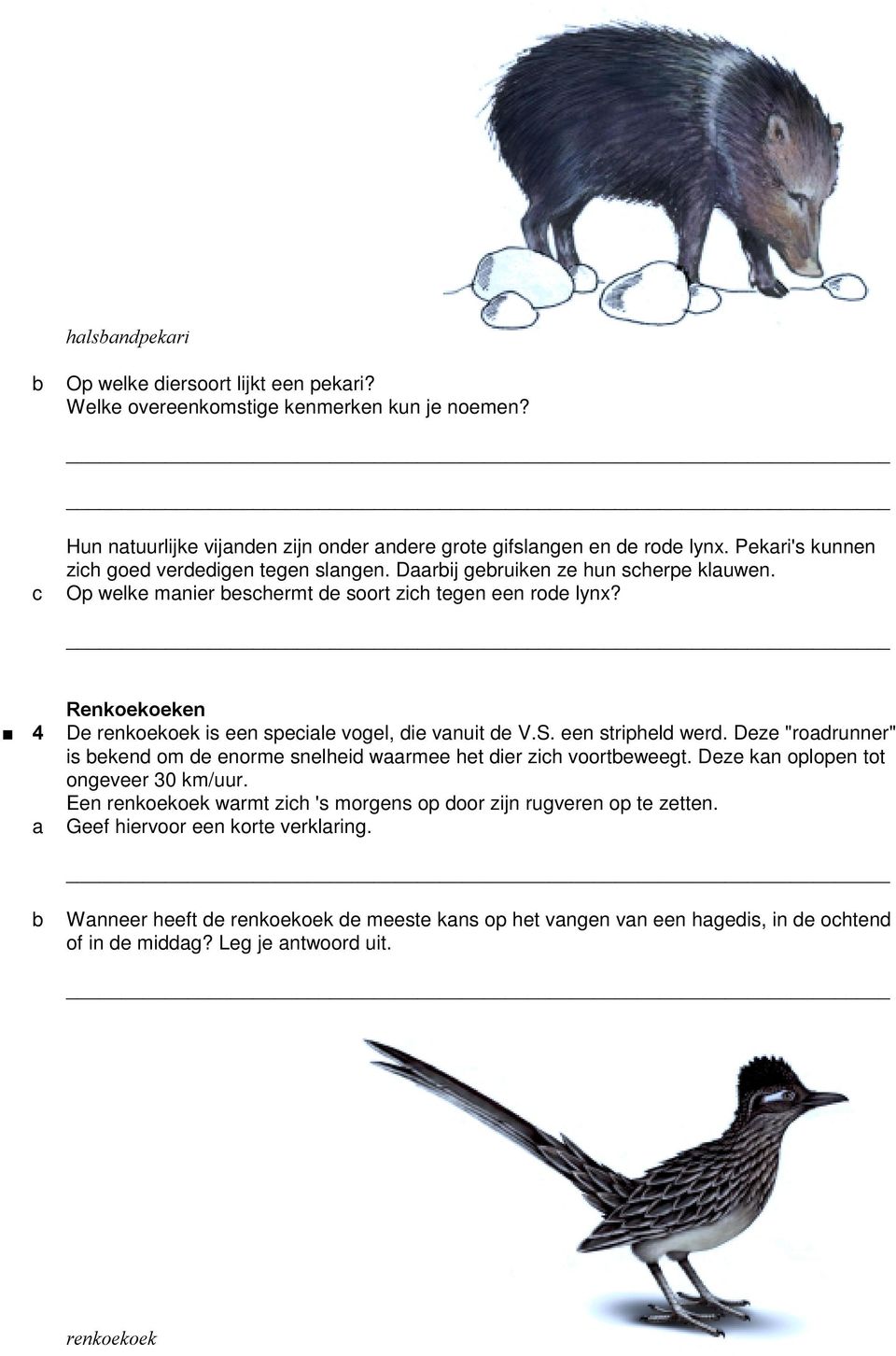 4 Renkoekoeken De renkoekoek is een speile vogel, die vnuit de V.S. een stripheld werd. Deze "rodrunner" is ekend om de enorme snelheid wrmee het dier zih voorteweegt.