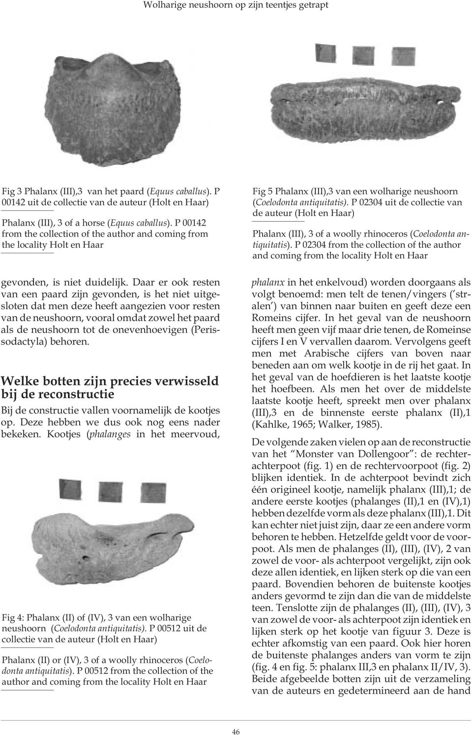 P 02304 uit de collectie van de auteur (Holt en Haar) Phalanx (III), 3 of a woolly rhinoceros (Coelodonta antiquitatis).