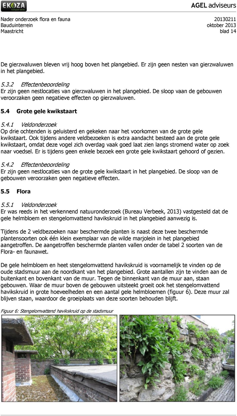 Grote gele kwikstaart 5.4.1 Veldonderzoek Op drie ochtenden is geluisterd en gekeken naar het voorkomen van de grote gele kwikstaart.