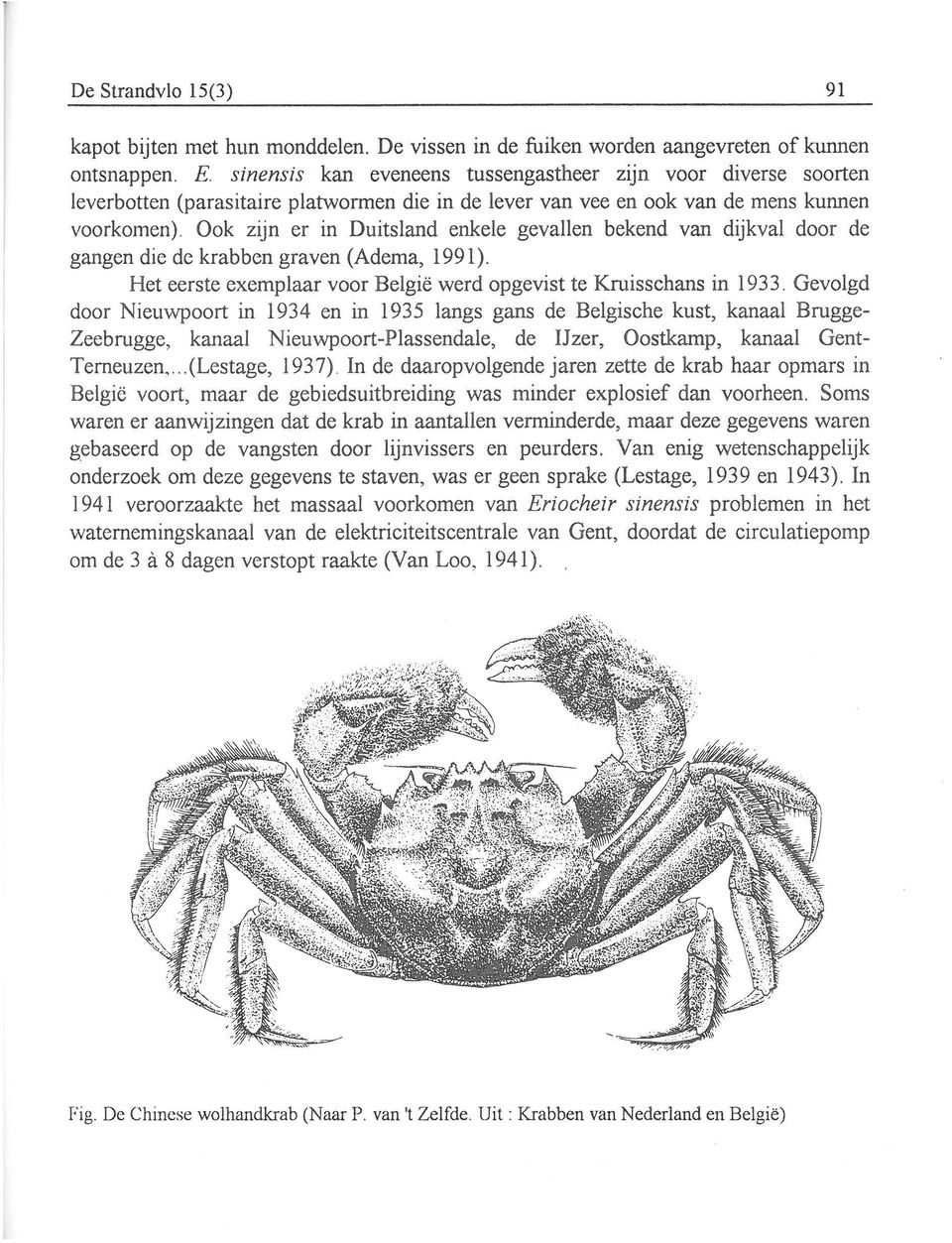 Ook zijn er in Duisland enkele gevallen bekend van dijkval door de gangen die de krabben graven (Adema, 1991). He eerse exemplaar voor België werd opgevis e Kruisschans in 1933.