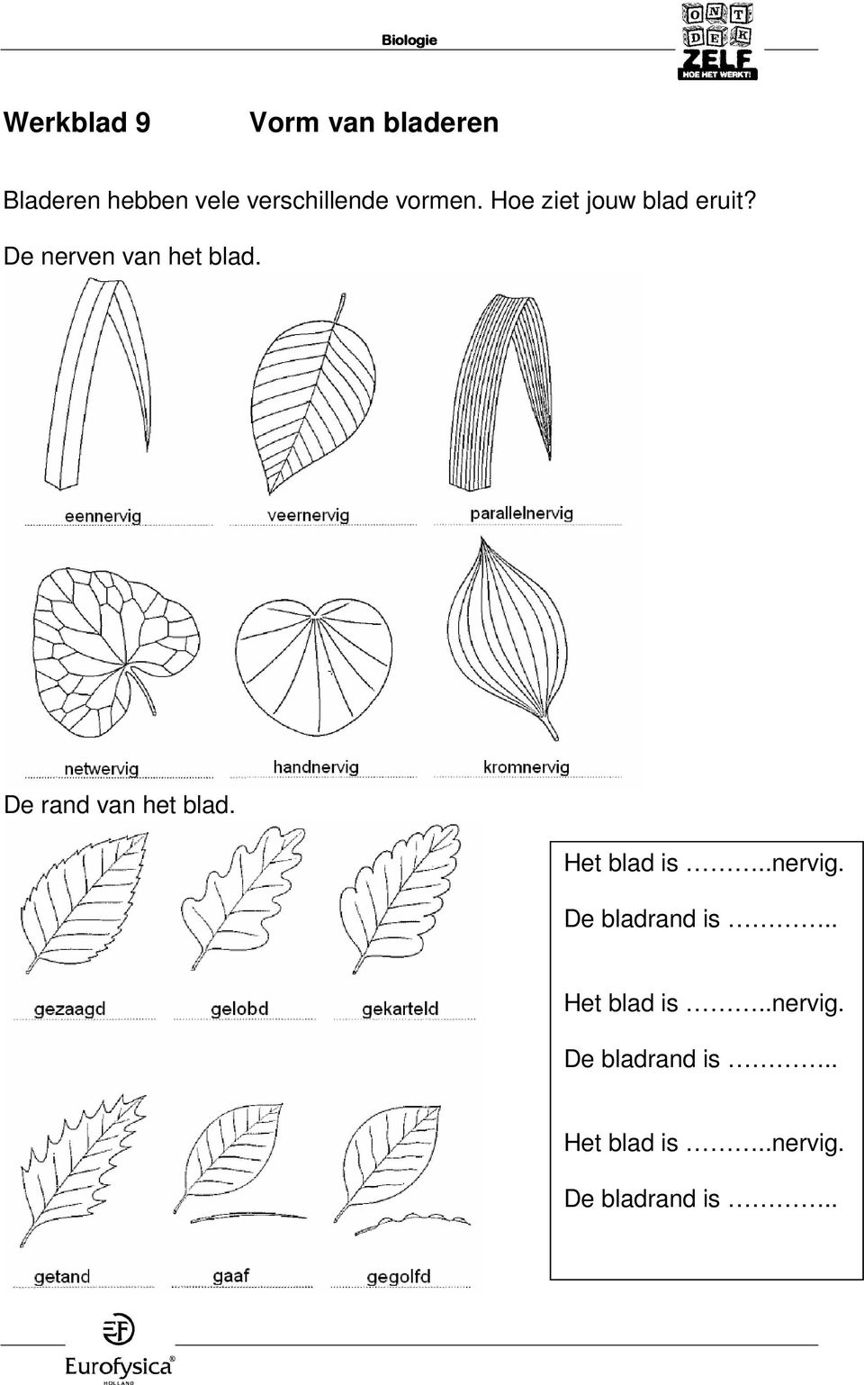 De rand van het blad. Het blad is..nervig. De bladrand is.